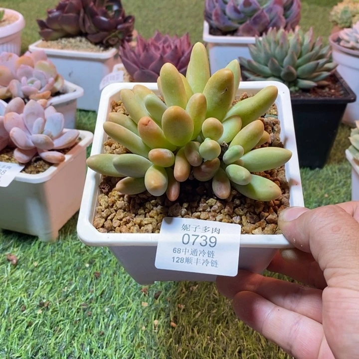 0739啊啊啊啊啊啊啊啊啊啊