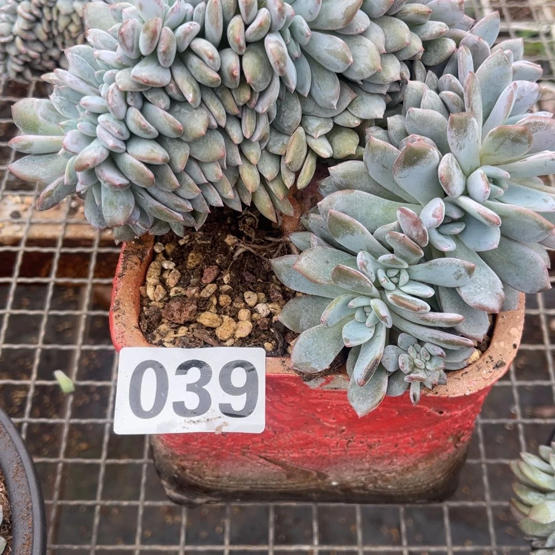 海***悦039号258845655585