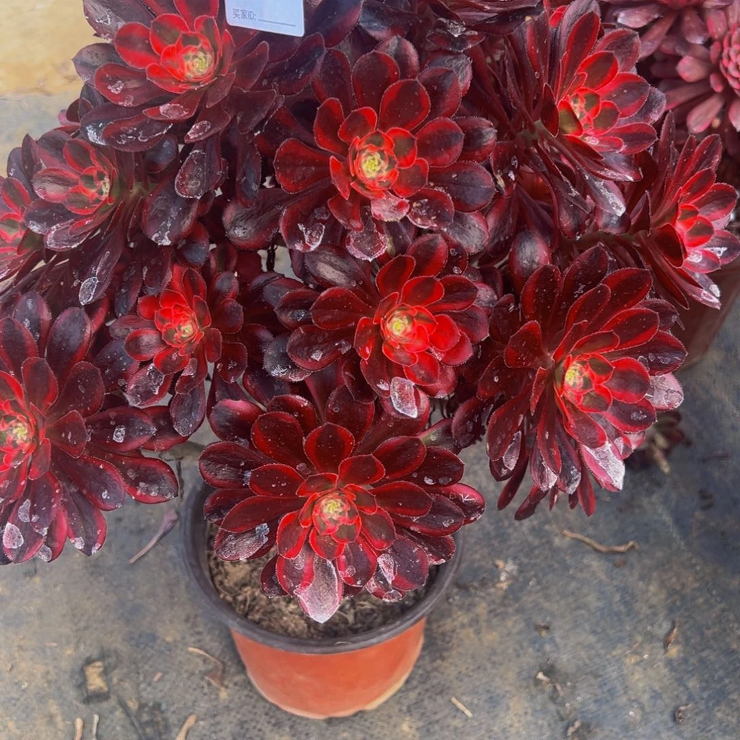 笑**云449丽娜法师，多肉植物