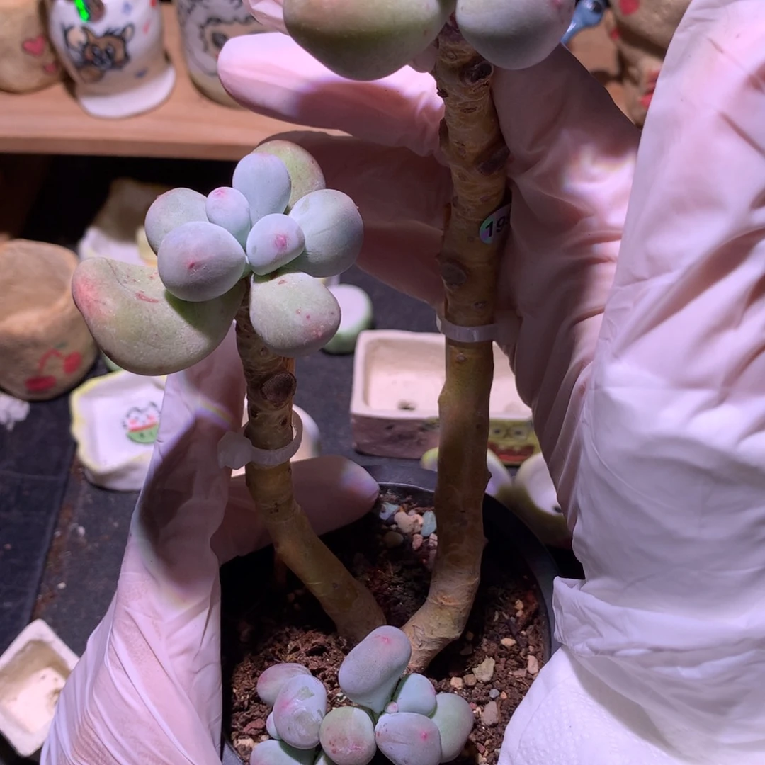 米可奶酪多肉四头米可奶