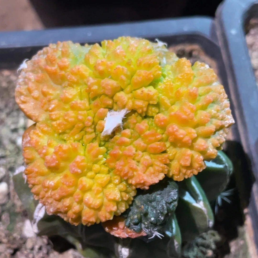 全部花朵牡丹锦100