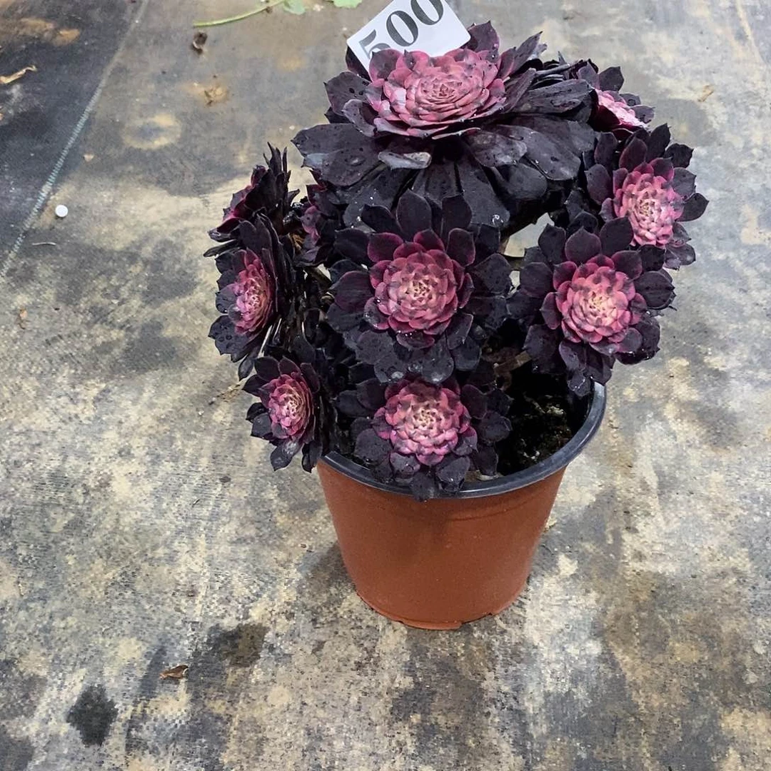 S****a烟花500多肉法师植物