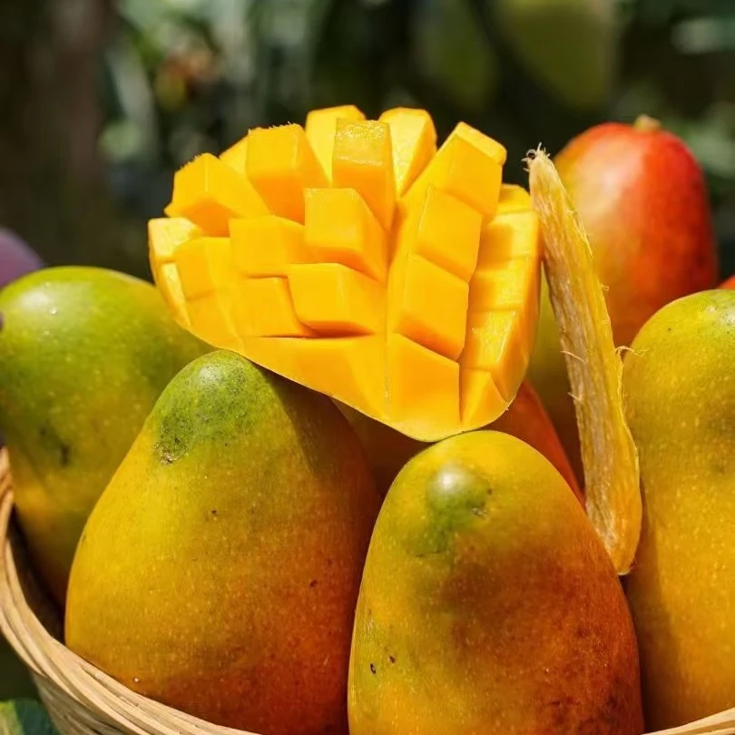【老沙次日达】海南桂香芒新鲜芒果礼盒3.8斤左右海南省