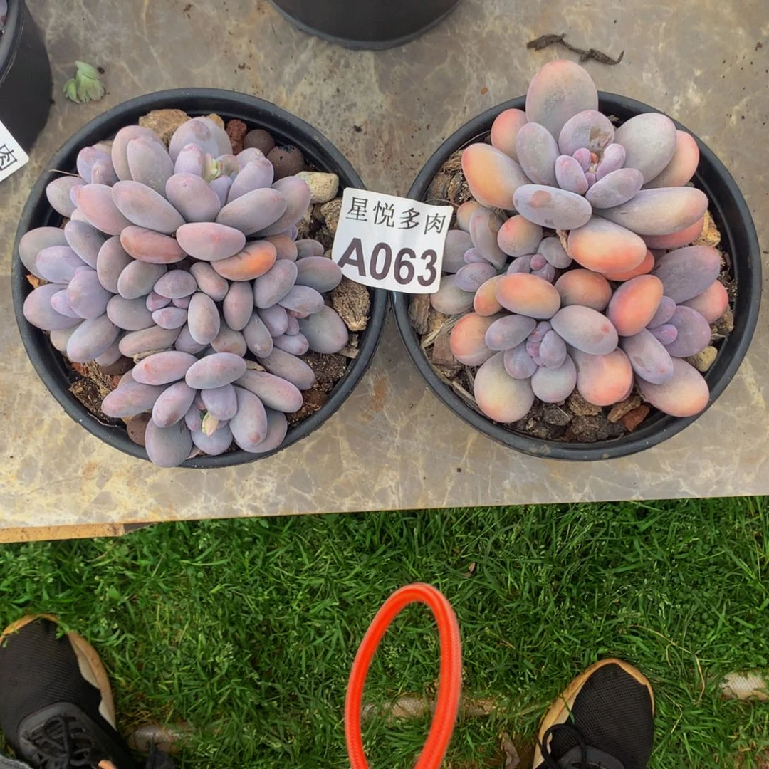 妮*子星悦多肉    A063