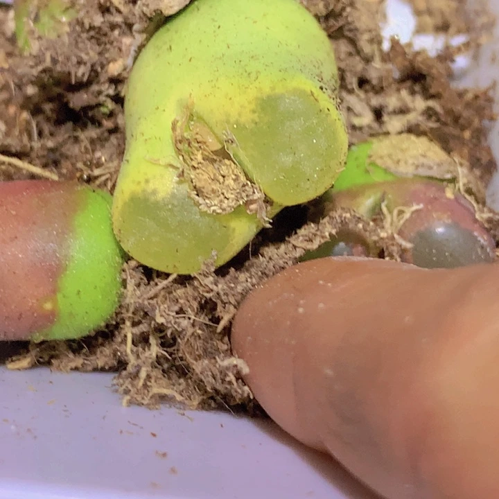 148889999988888588556585