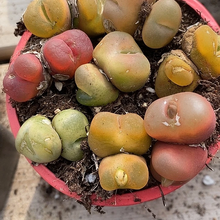 双头桃子有伤5颗。