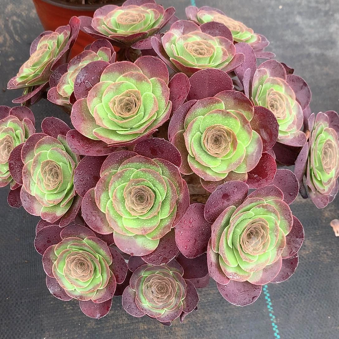 完全开放魅金法师图片多肉植物