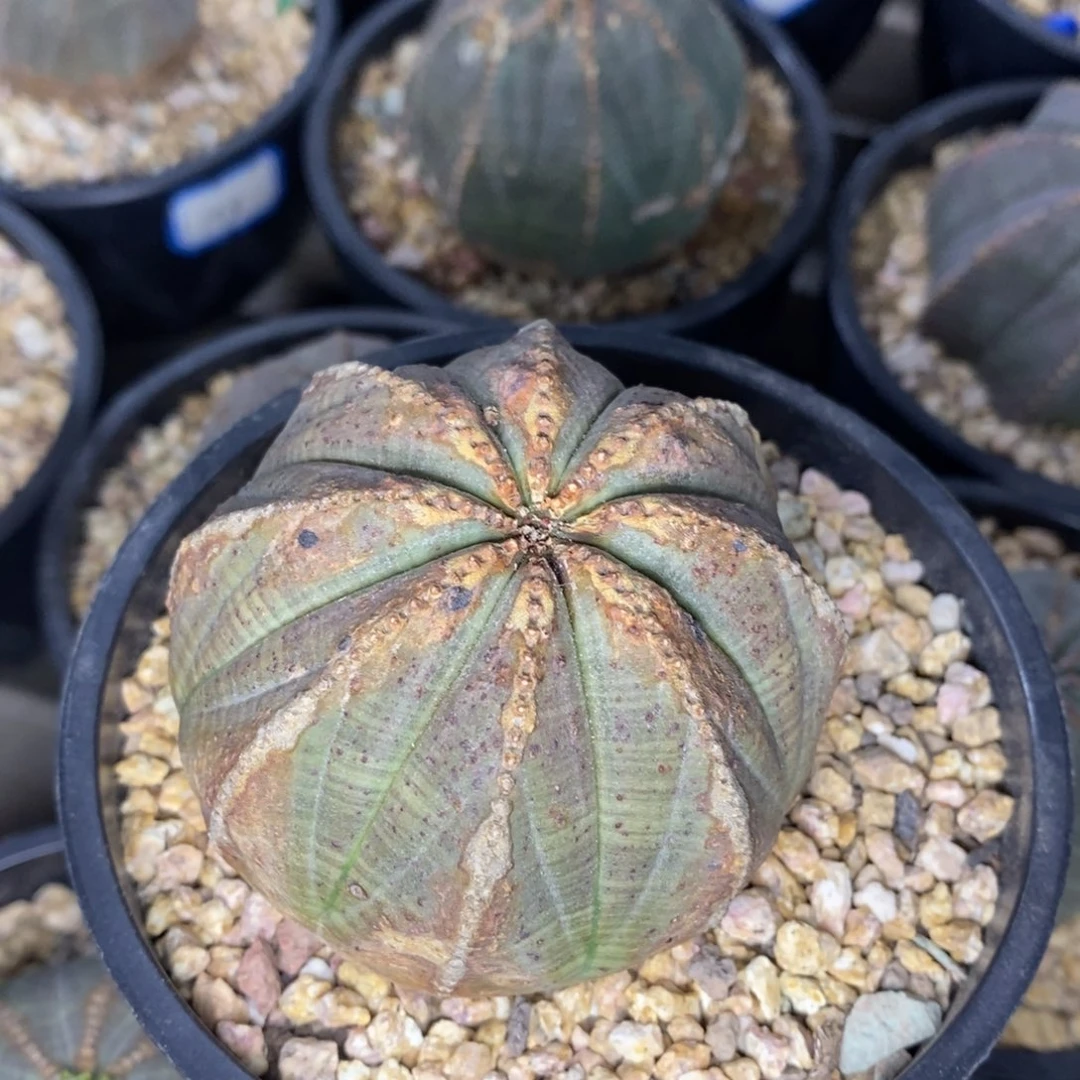 20欧系实生布纹球一物一拍