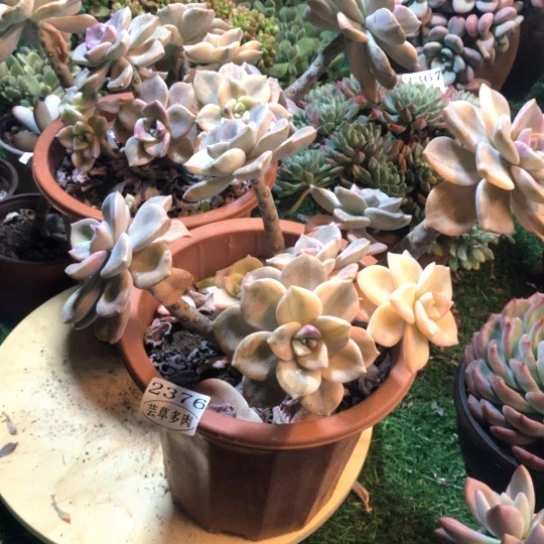 紫乐锦，2376，一物一拍