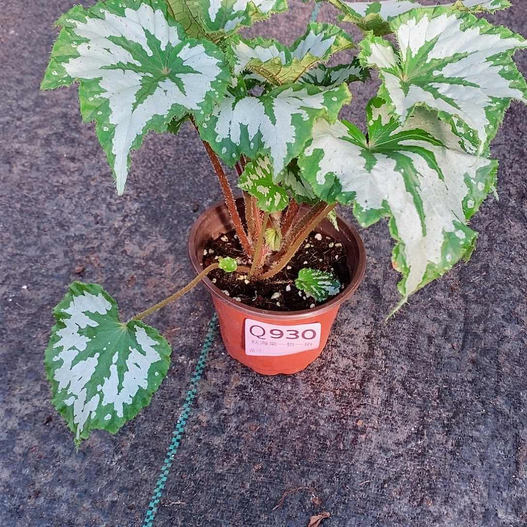 不开花植物咻*秋海棠930