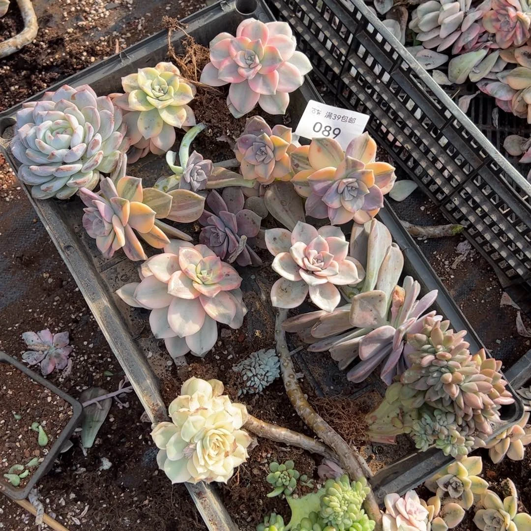 089多肉植物纤维维生素