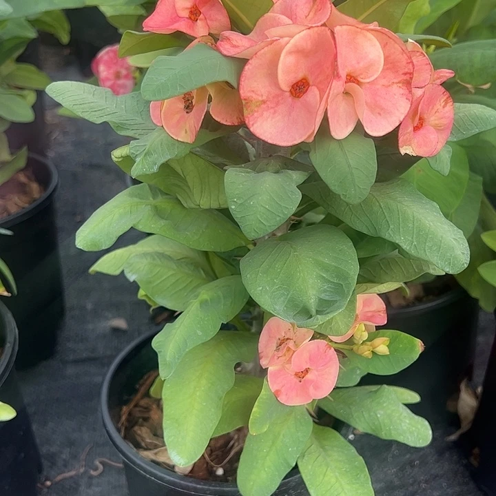 泰品扦插一物一拍