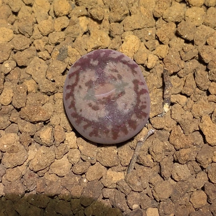 精品多肉植物精品墨小锥杂交