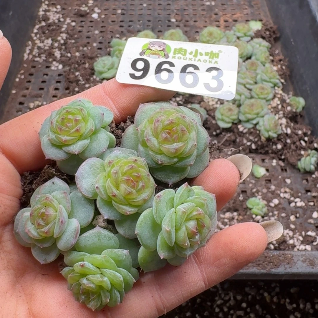 多肉植物多肉植物