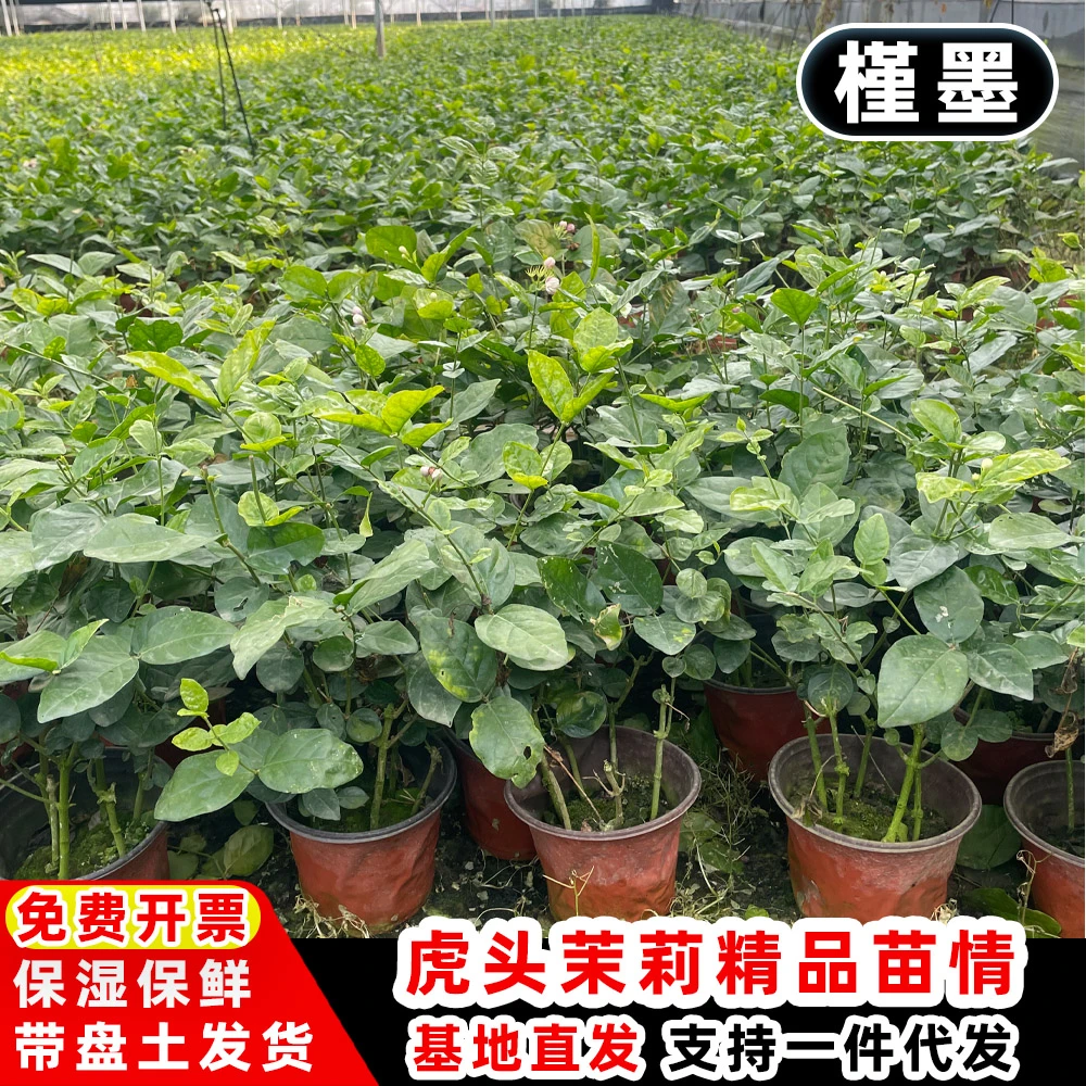 重瓣虎头茉莉花苗带花苞浓香盆栽室内外种植开花好养活绿植