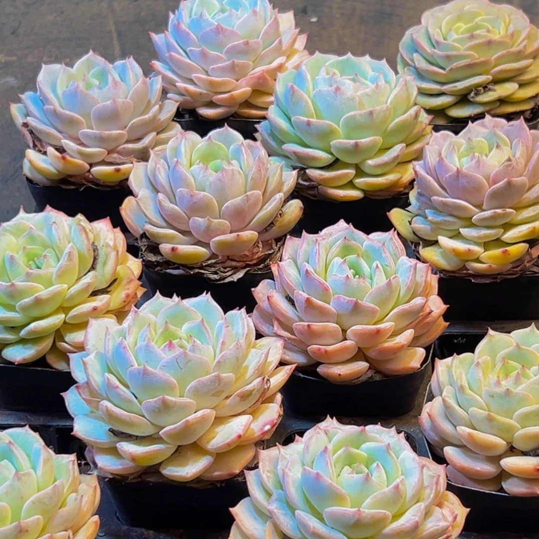 843大热天的天气真的太