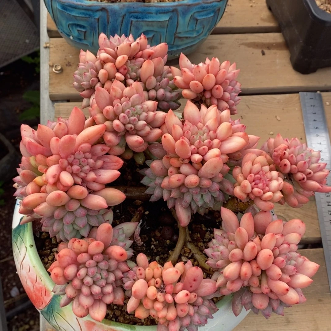 用户多肉一物一拍