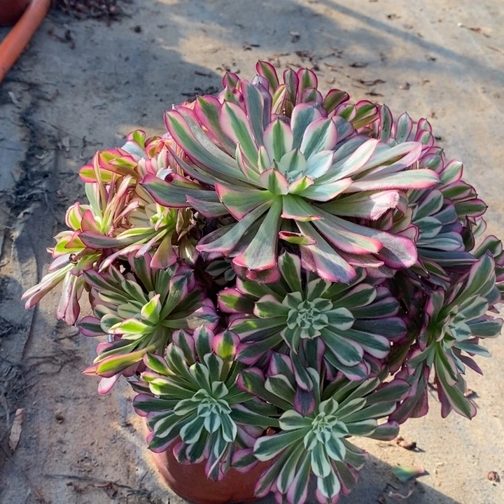 红桐白多肉植物42。