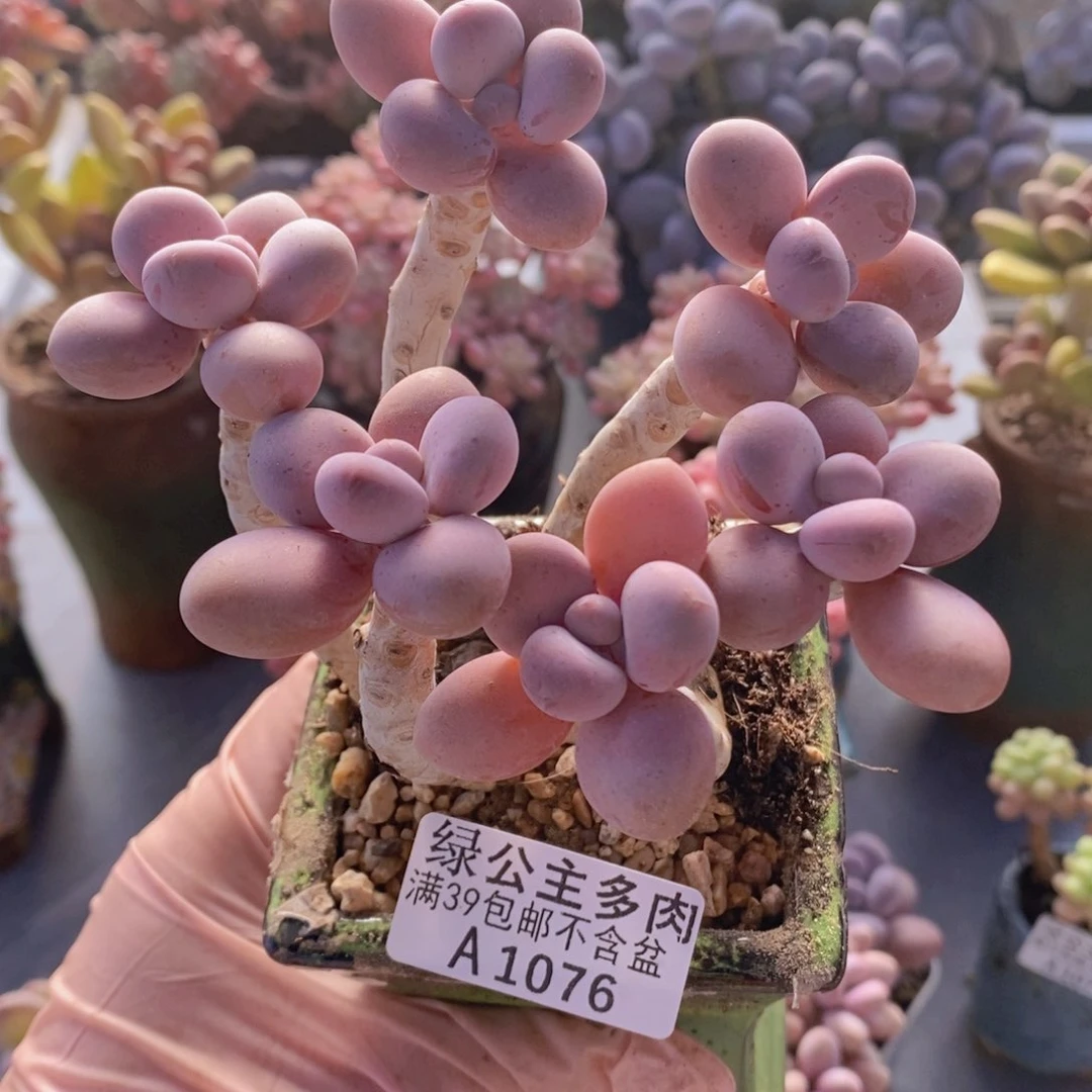 糖果桃蛋老桩10cm1076多肉酱