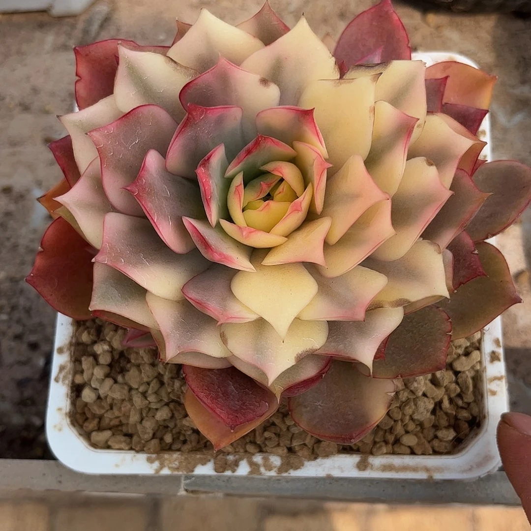 寄养链接的肉肉的肉肉是