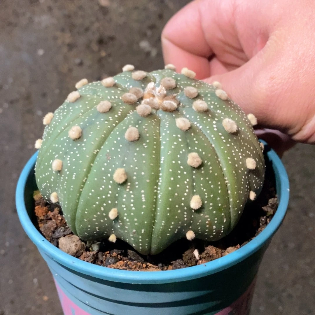 孤品实生多棱变异大尤海鲜兜8.3cm