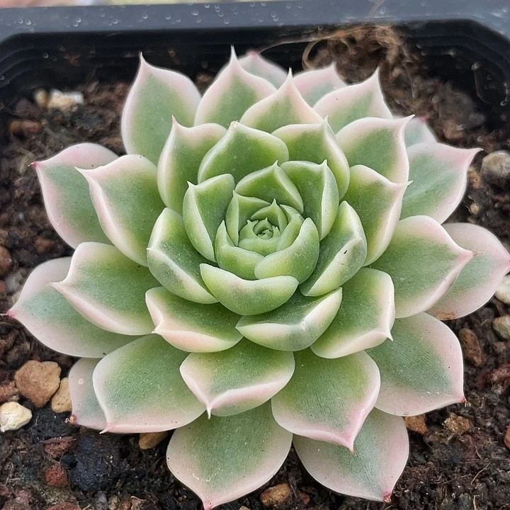 海林娜锦。锦龙多肉园艺