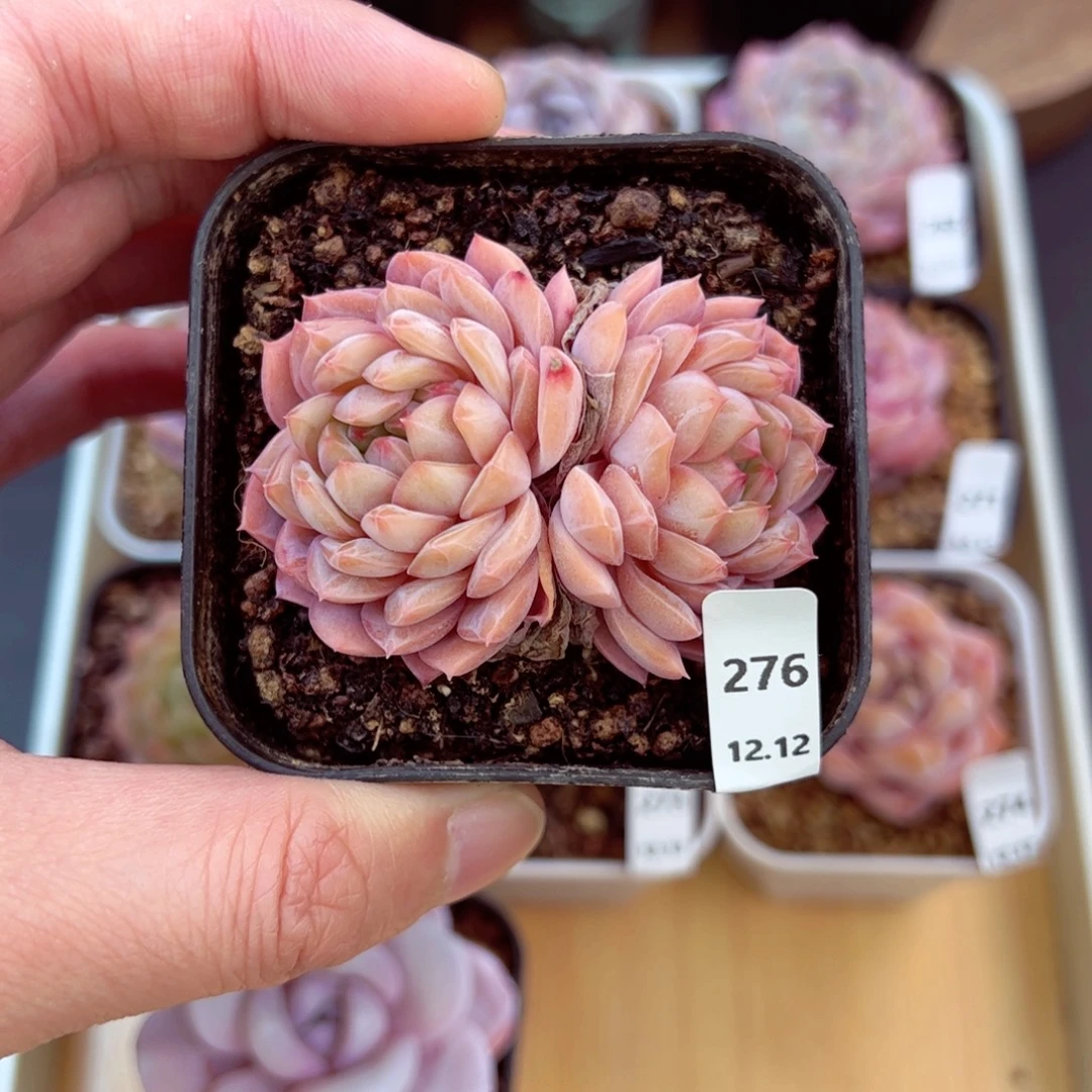 好好看276、哈哈哈哈