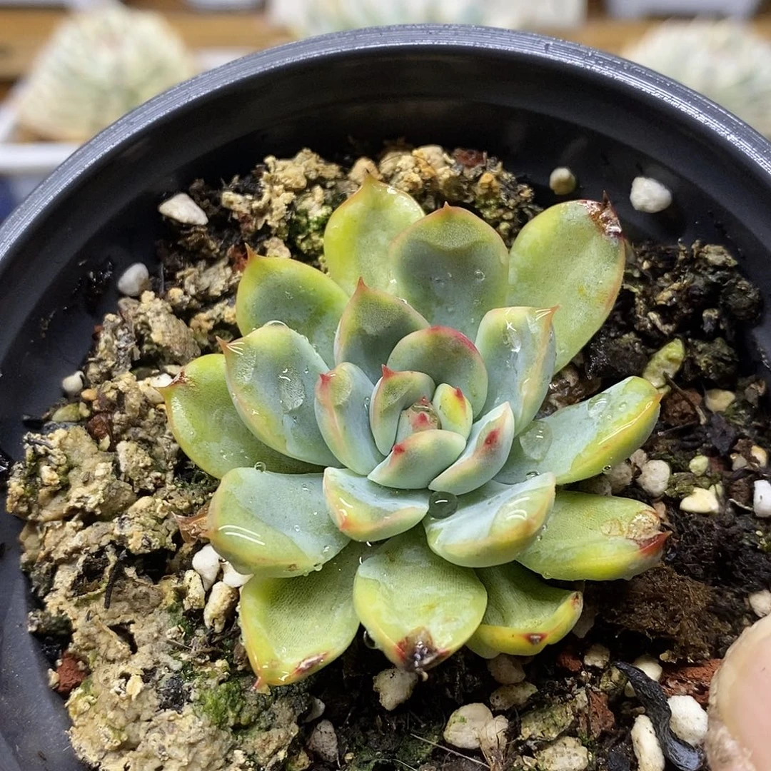 10158 花月夜覆轮锦