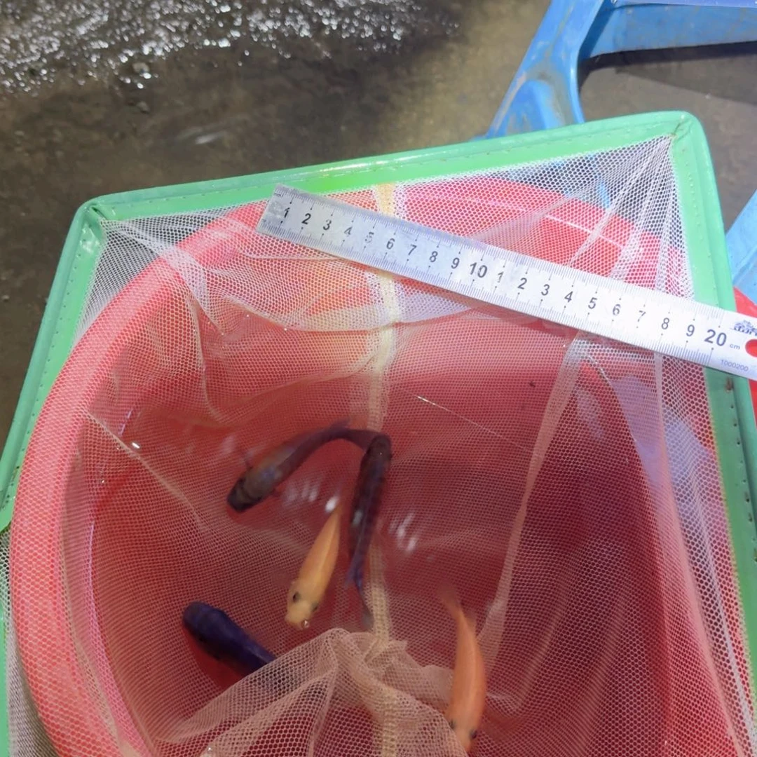 中***机慈鲷鱼查罗勾鼻三湖