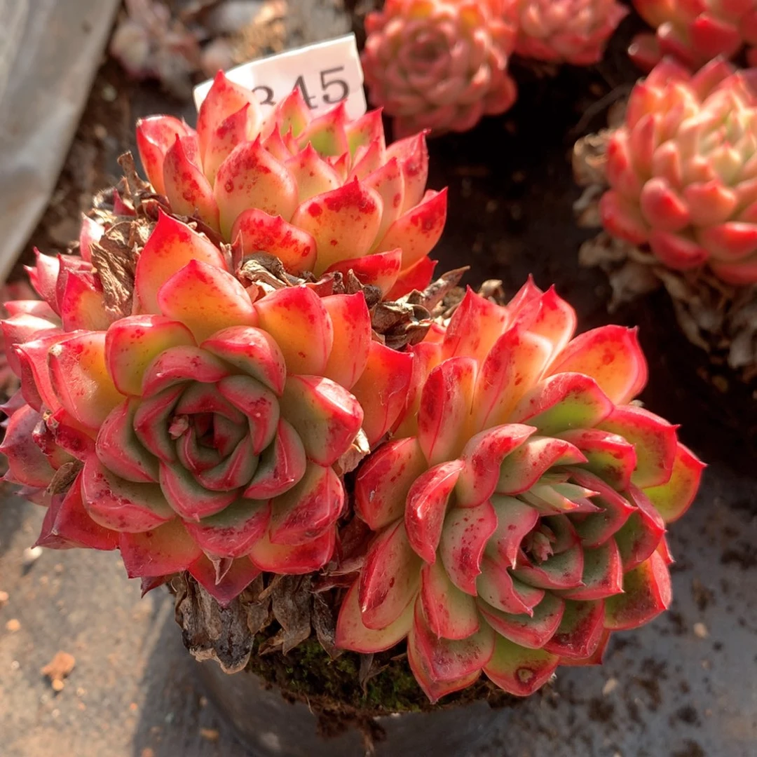 3345杂交多肉植物基地