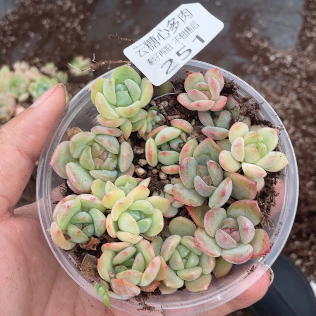 云糖心多肉植物251