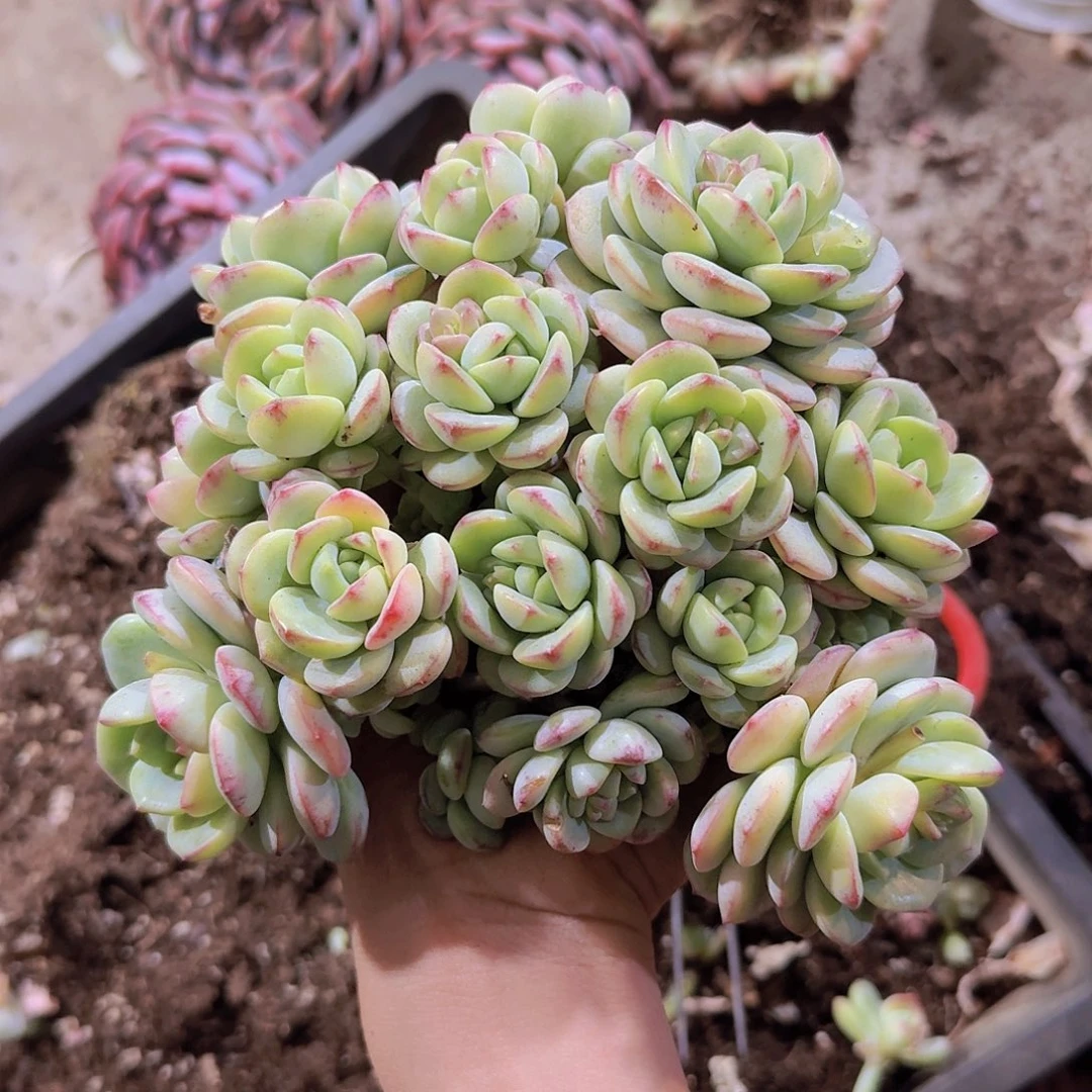 虪***ㄣ香草多肉一物一拍