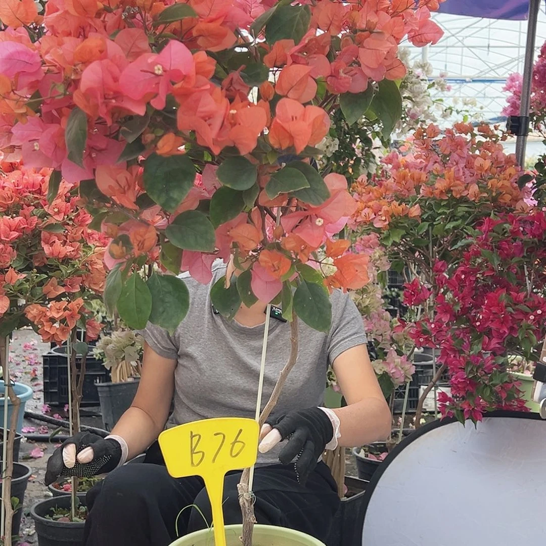 j***m大部分花苞少量开放B76波妹