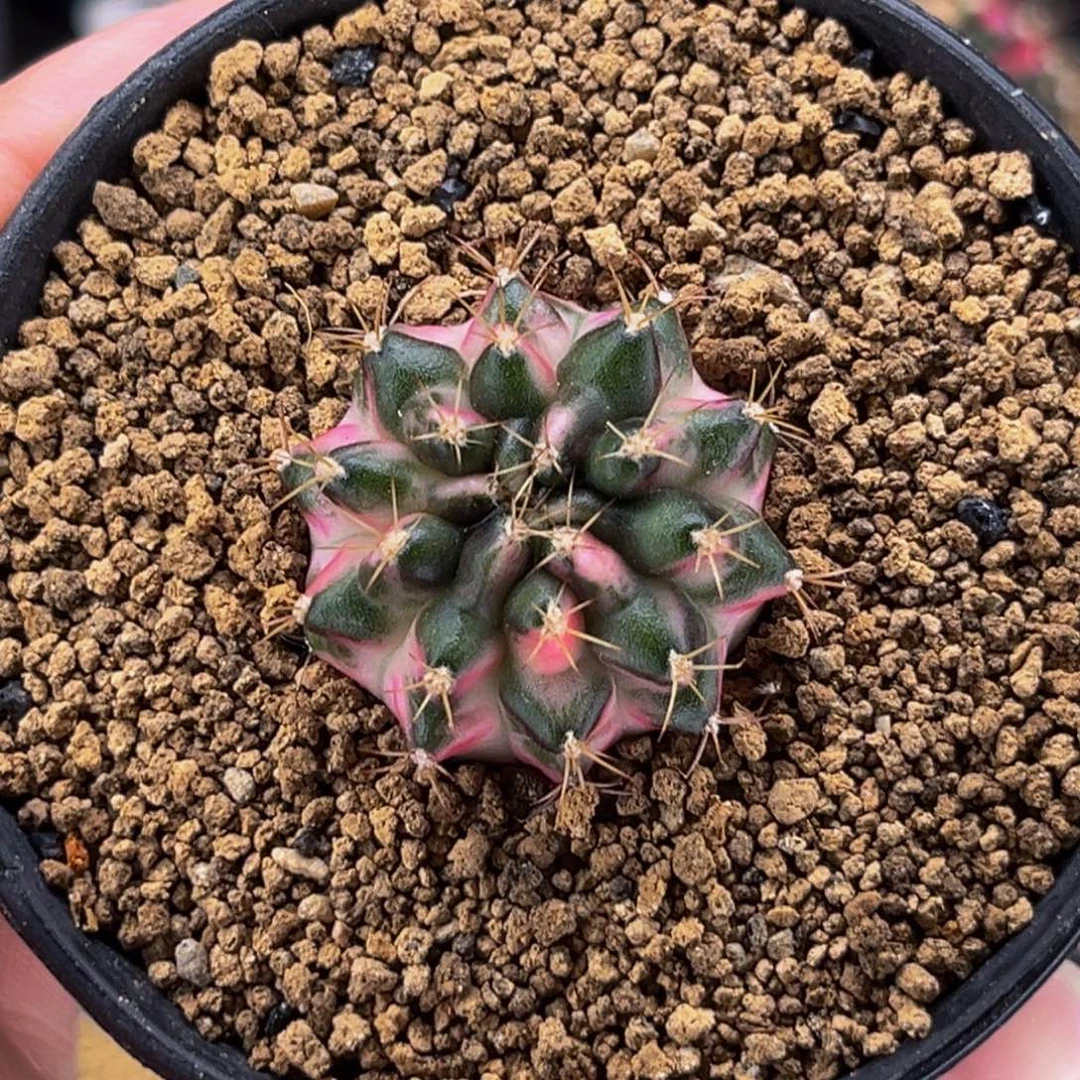 潜水艇 米哈仙人球