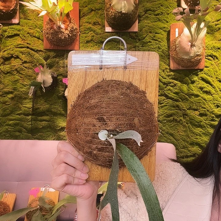 不开花植物超小体little lanna