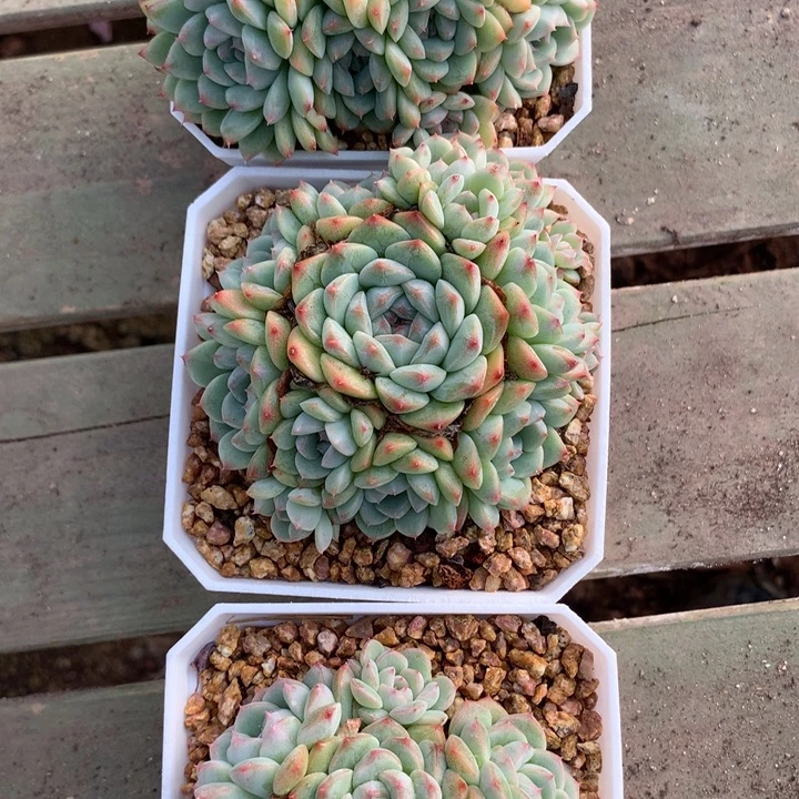 七仙女群生脱土发货