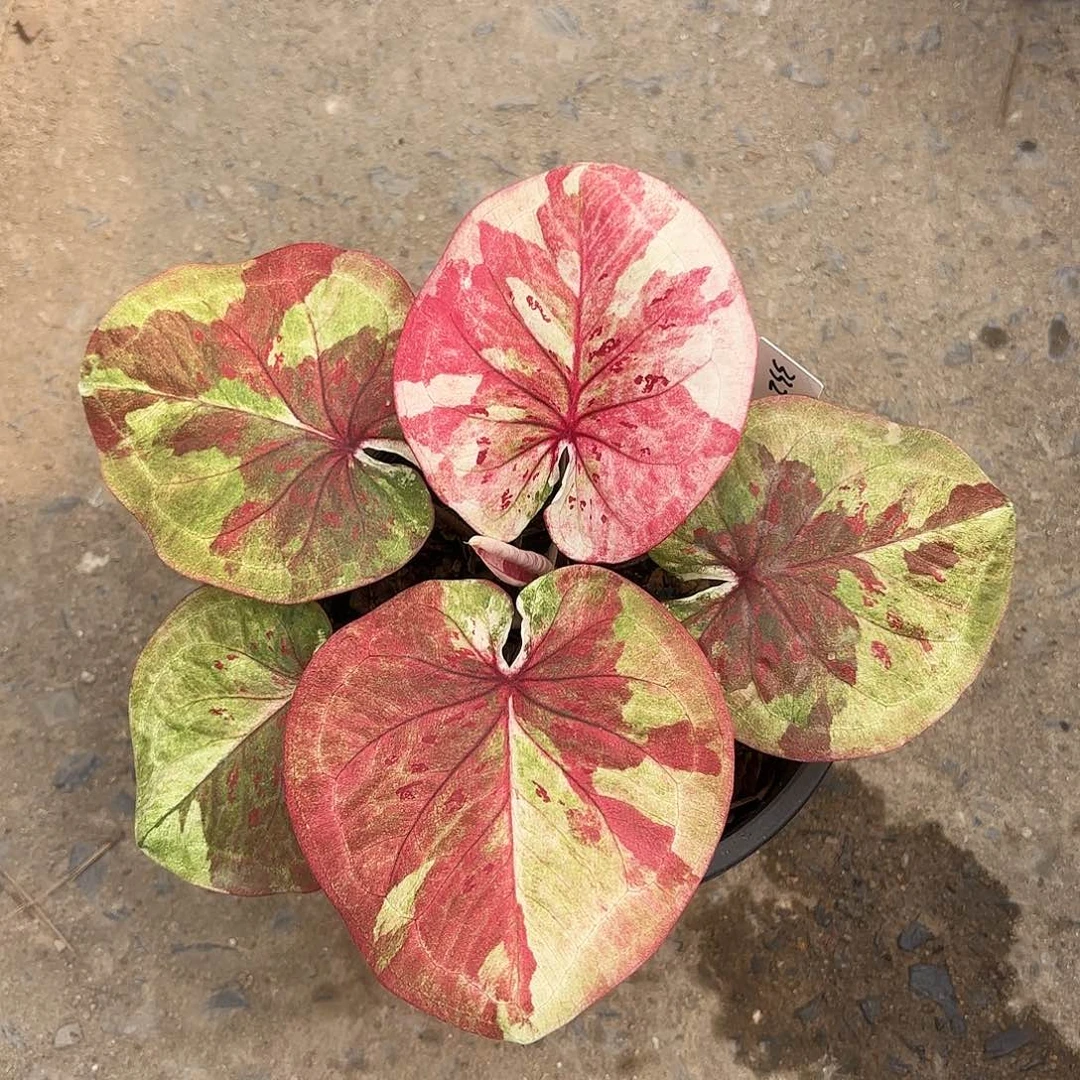 泰国彩叶芋332-0124