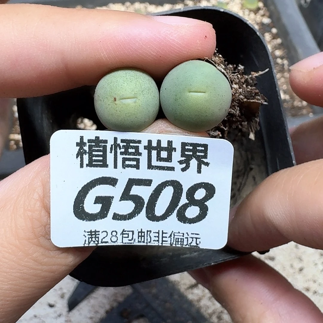 多肉植物的人生fgh