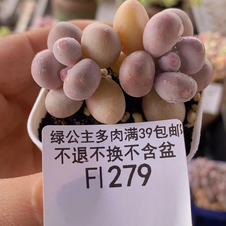 糖豆奶5cm279多肉植物