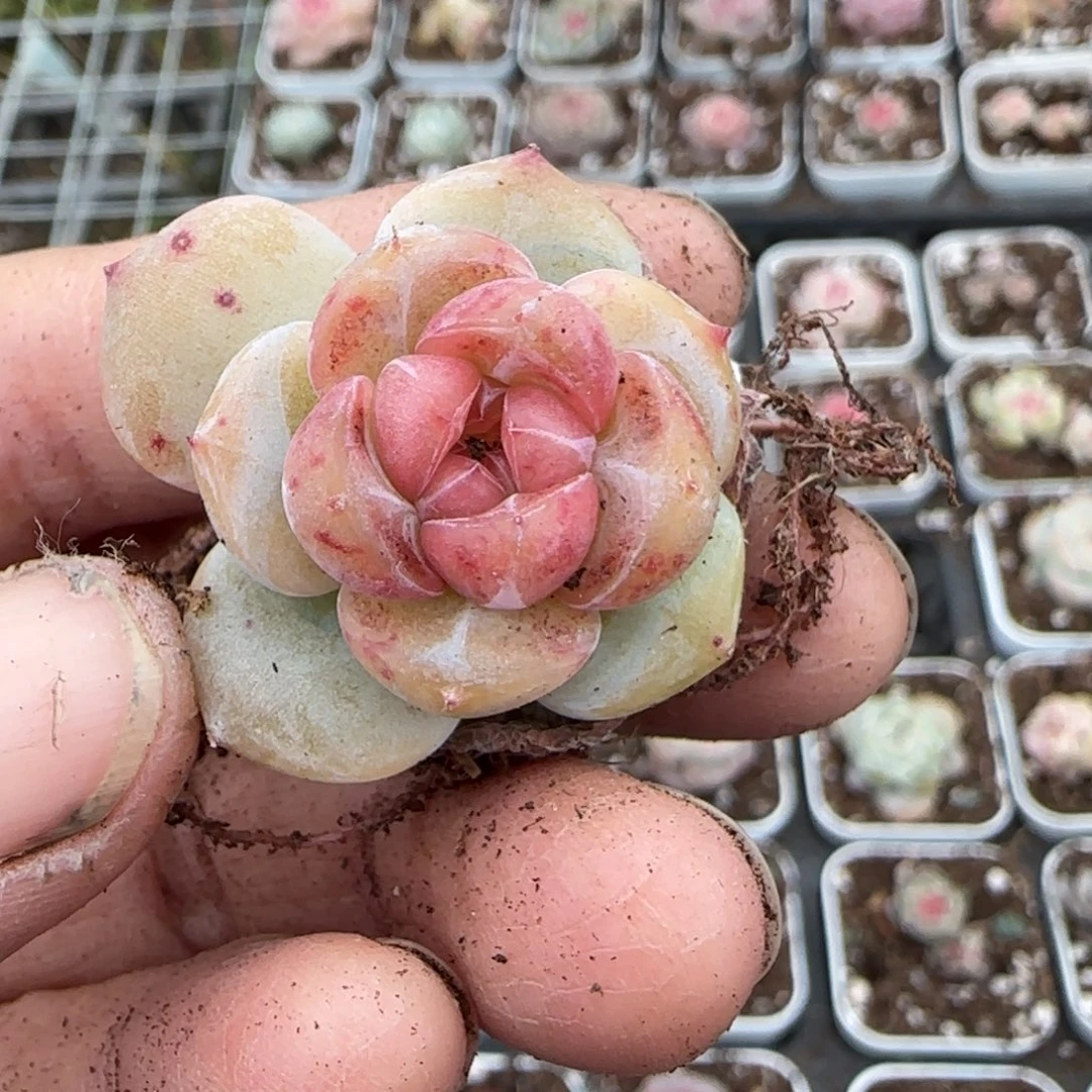 多肉小卡拉米糖心一物一拍