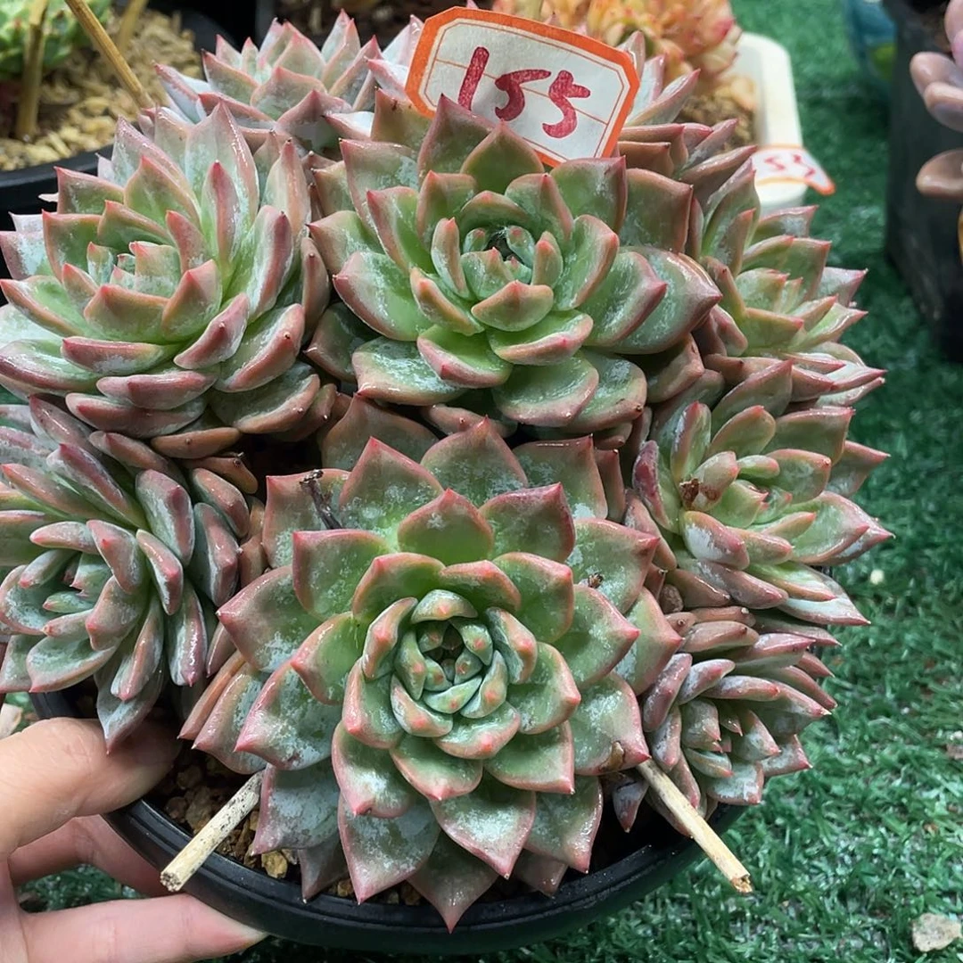 155一物一一拍一拍