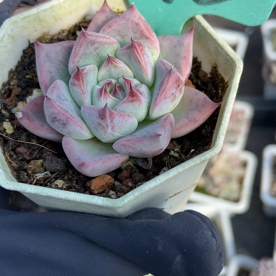 1873婚戒多肉植物