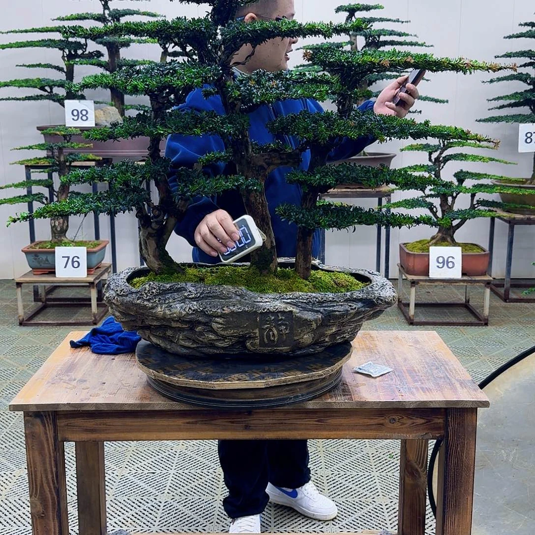 无花朵珍珠红芽罗汉松造型盆景