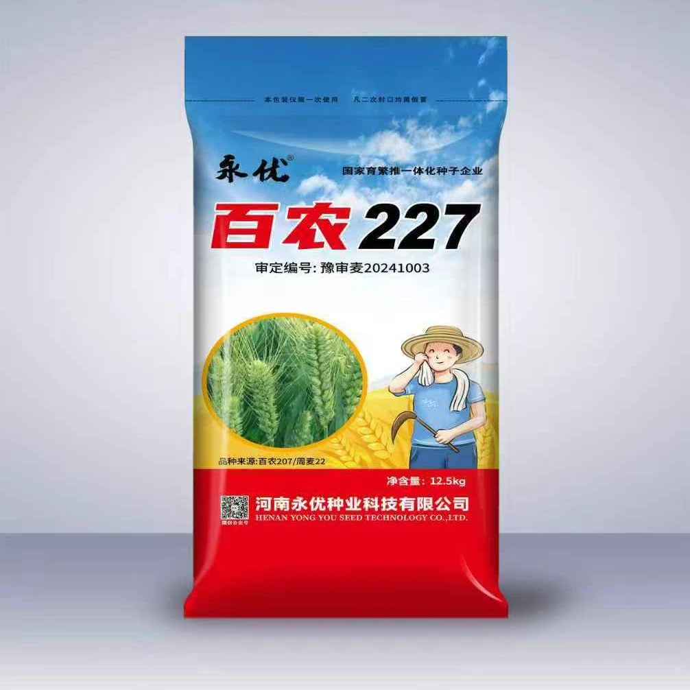 最新审定百农227高产小麦原种矮杆大穗高抗倒抗病抗冻穗大穗匀