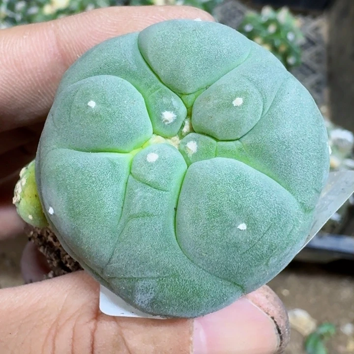 福利自根大尤翠021