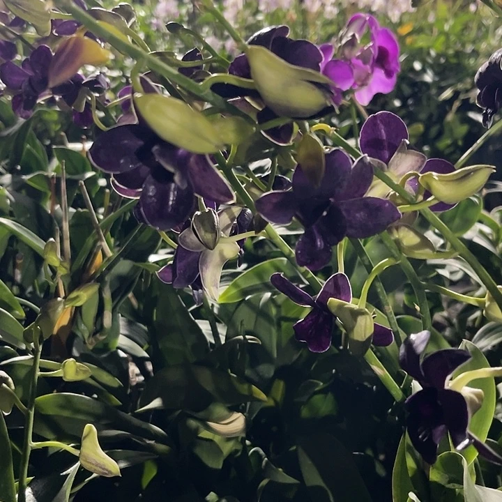 完全开放蓝天使5苗以上量拍