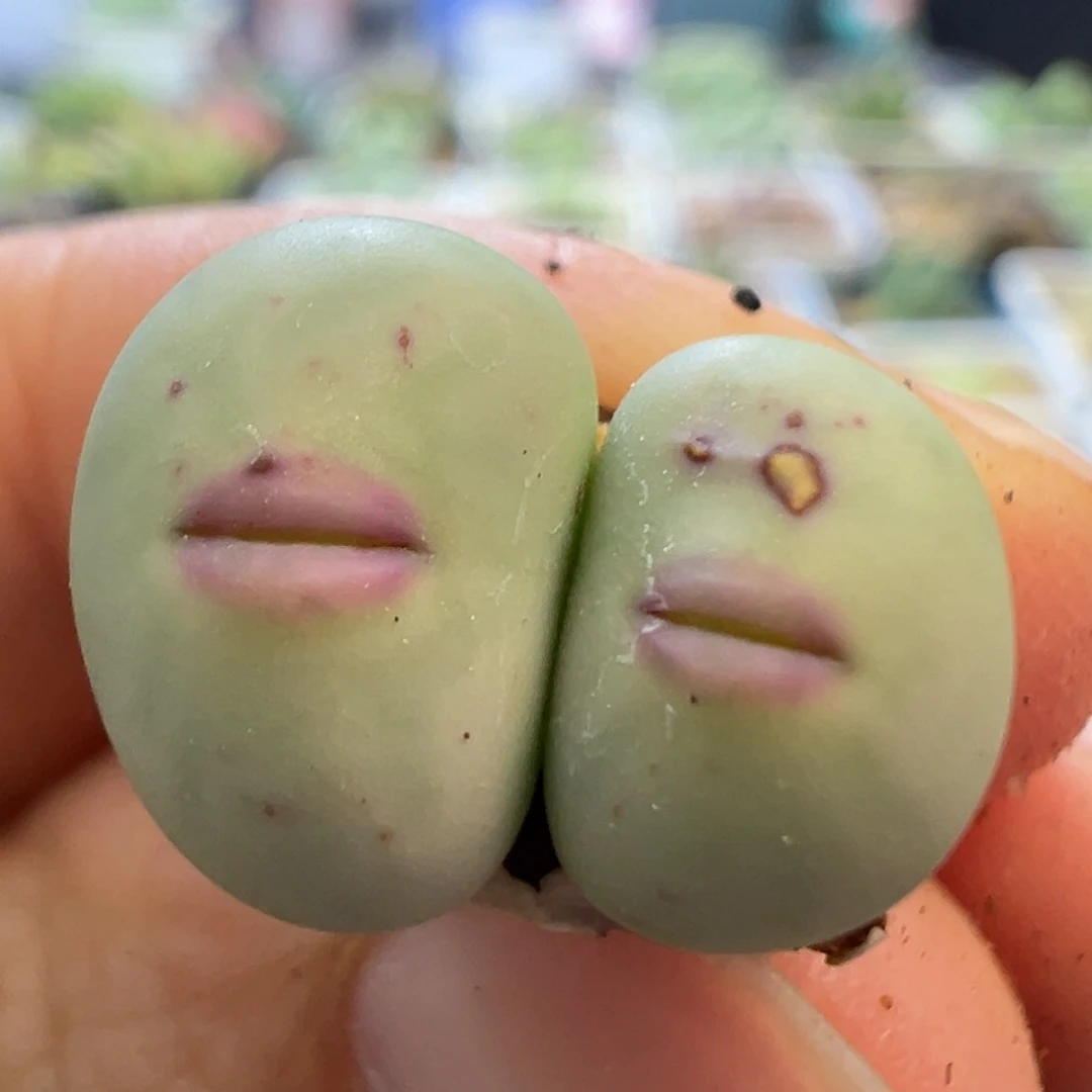 薇*专拍专拍 肉锥植物