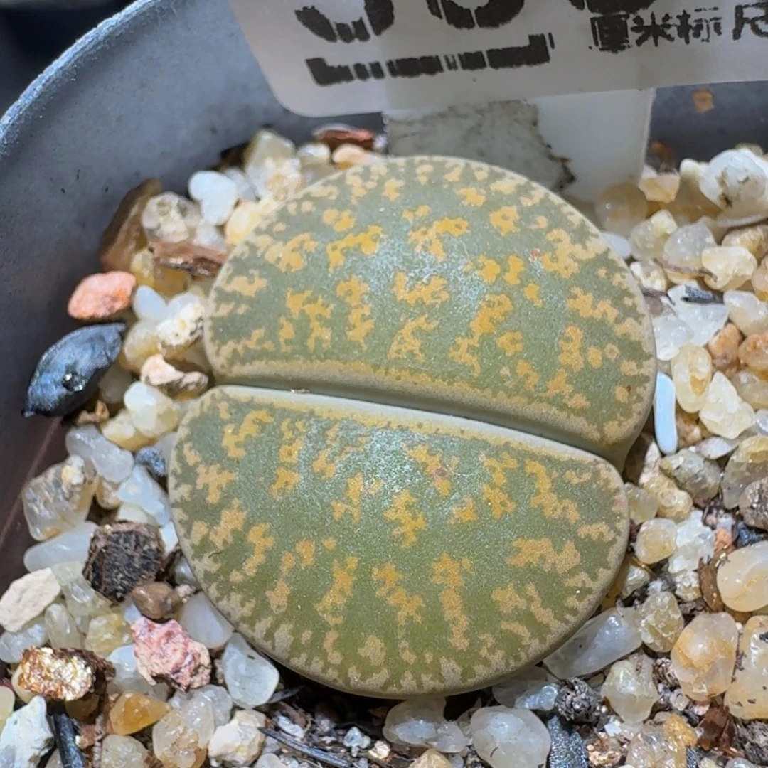 绝绝绝绝子生石花3301