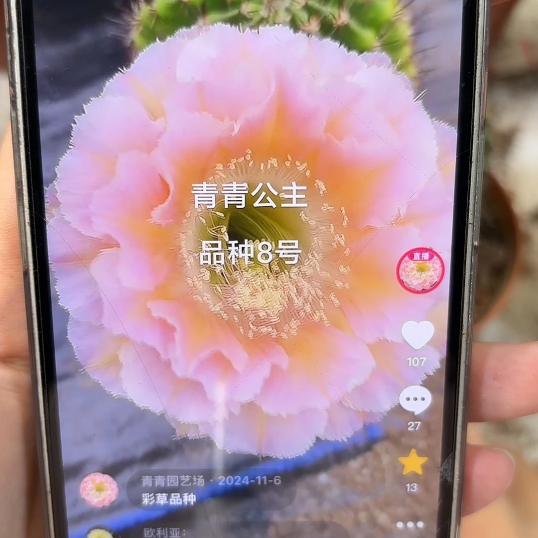 彩草公主5.5公分备注8