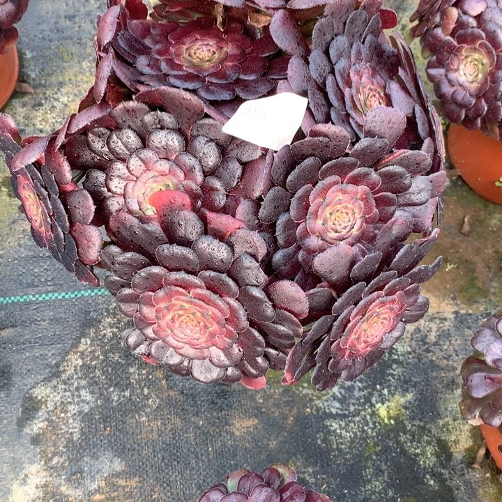 210黑萝莉多肉植物